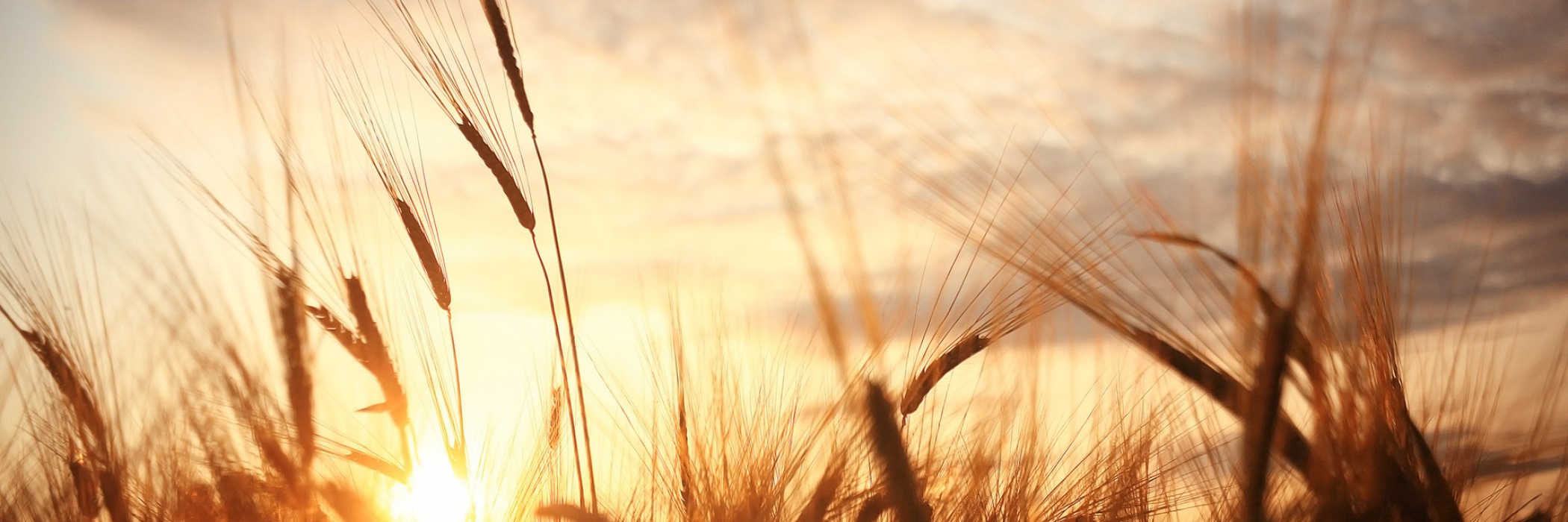 grano al tramonto